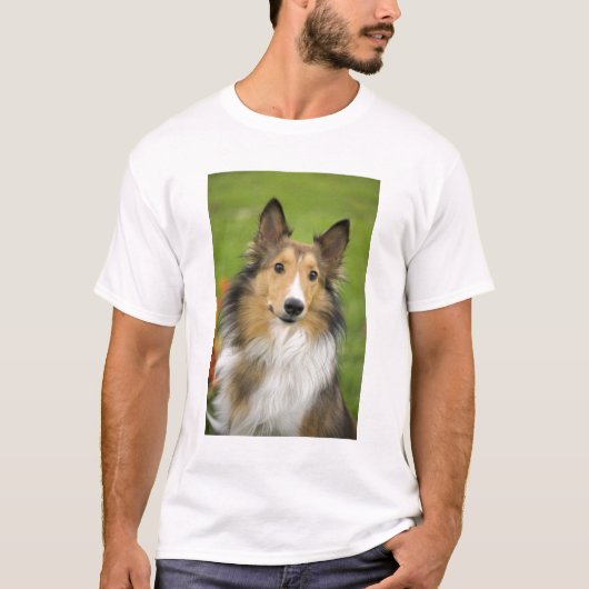 ラフコリー, 犬 Tシャツ (正面)