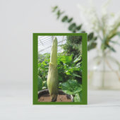 ラフレシア・アーノルディ ポストカード (スタンド正面)