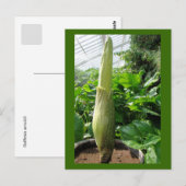 ラフレシア・アーノルディ ポストカード (正面/裏面)