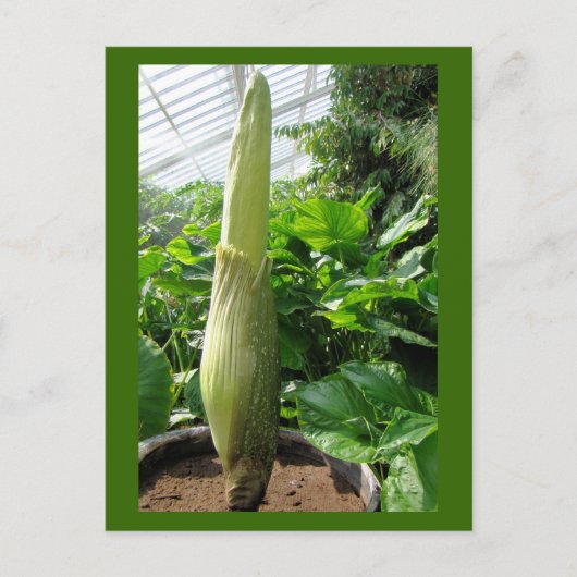 ラフレシア・アーノルディ ポストカード (正面)