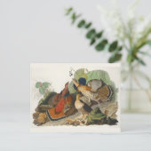 ラフ化されたグロウズオードボン絵を描野生生物 ポストカード (スタンド正面)