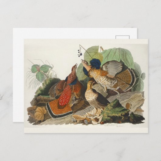 ラフ化されたグロウズオードボン絵を描野生生物 ポストカード (正面/裏面)