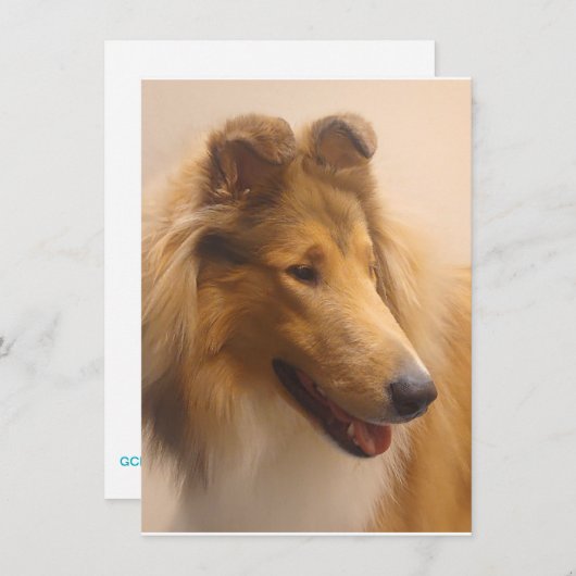 ラフ・セーブル・コリーのポートレート サンキューカード (正面/裏面)