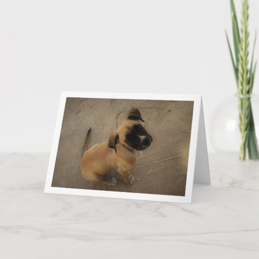 ラブの子犬 カード (正面)