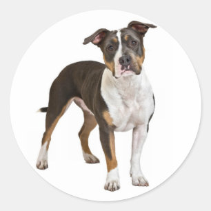 ラブアメリカン（犬）スタッフォードテリアードッグステッカー ラウンドシール