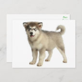 ラブアラスカンマラムテパピードッグハガキ ポストカード (正面/裏面)