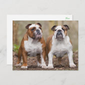 ラブイングリッシュブルドッグパピードグポストカード ポストカード (正面/裏面)