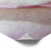 ラブズファースト赤面バラ ポスター (角)