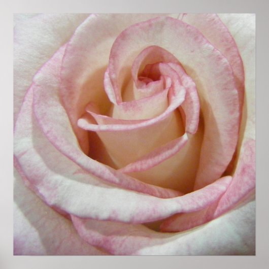 ラブズファースト赤面バラ ポスター (正面)