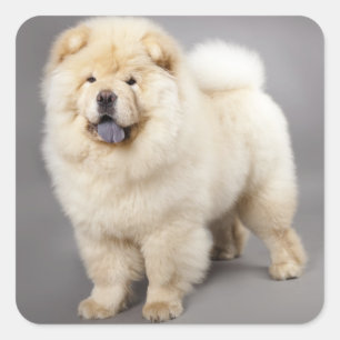 ラブチョウ子犬グリーティングステッカー スクエアシール
