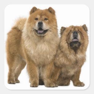 ラブチョウ子犬グリーティングステッカー スクエアシール