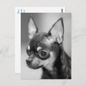 ラブチワワワンピー犬黒と白のはがき ポストカード (正面/裏面)