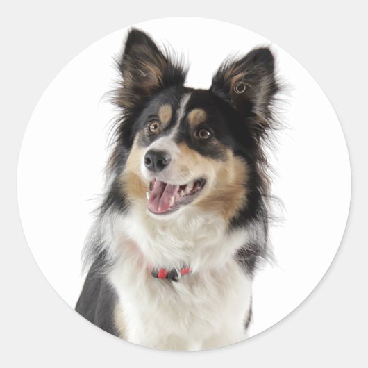 ラブトライカラー縁どコリーパピードッグ ラウンドシール (正面)