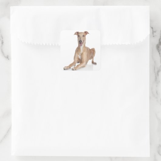 ラブハッピーグレイハウンドタンと白い子犬 スクエアシール (バッグ)