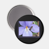 ラブバード自然-足スミレ マグネット (正面/裏面)