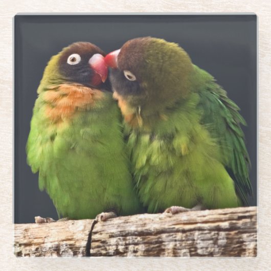 ラブバード キス ガラスコースター (正面)