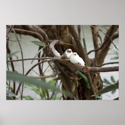 ラブバード ポスター (正面)