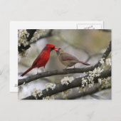 ラブバード ポストカード (正面/裏面)