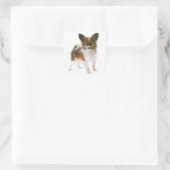 ラブパピヨン子犬こんにちは恋しく思君 スクエアシール (バッグ)