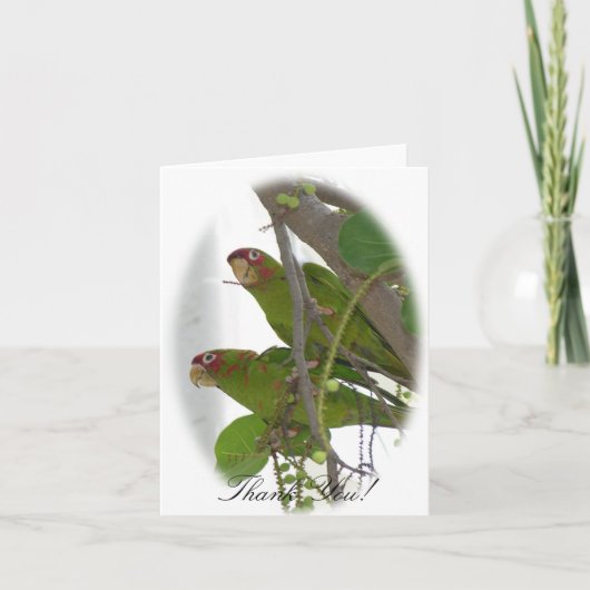 ラブパロッツ サンキューカード (正面)