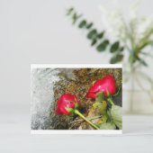 ラブビッツ ポストカード (スタンド正面)