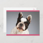 ラブブルドッグフランスの子犬ポストカード ポストカード (正面/裏面)
