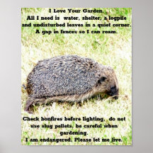 ラブヘッジホグ