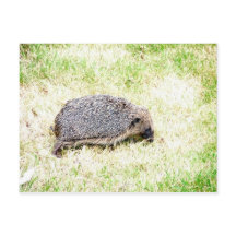 ラブヘッジホグ