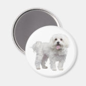 ラブホワイトマルチーズパピードッグ冷蔵庫用マグネット マグネット (正面/裏面)