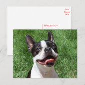 ラブボストンテリア犬考えの犬 ポストカード (正面/裏面)