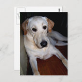 ラブラダーはがき ポストカード (正面/裏面)