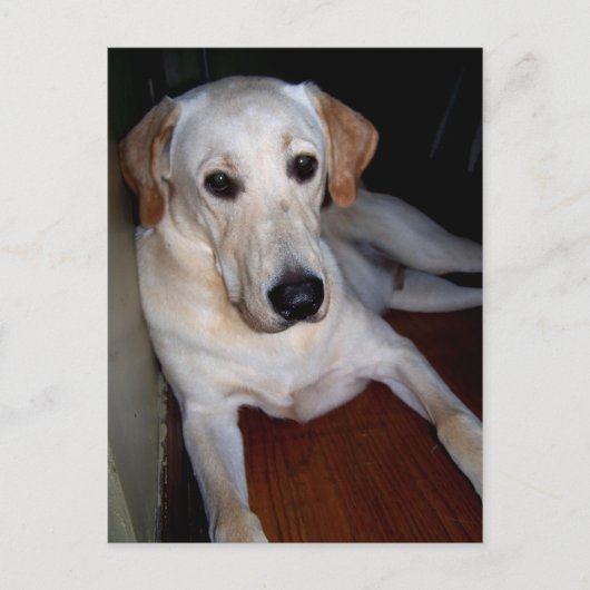 ラブラダーはがき ポストカード (正面)