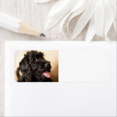 ラブラドオドル黒 ラベル (インサイチュ)