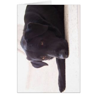 ラブラドル・レトリーバー犬