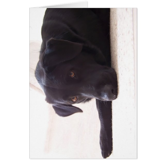 ラブラドル・レトリーバー犬 (正面)