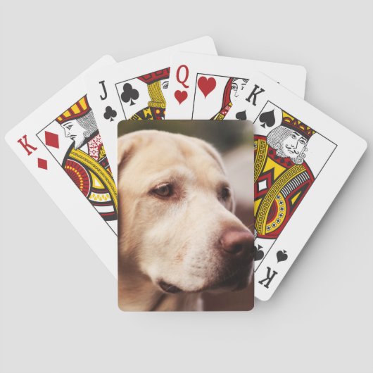 ラブラドル・レトリーバー犬 トランプ (裏面)