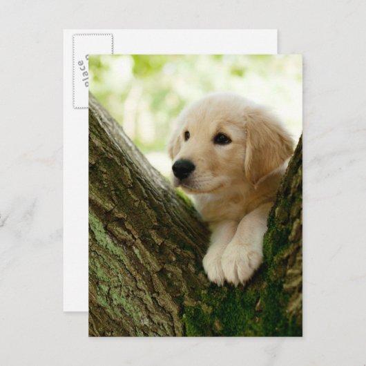 ラブラドールの子犬が森の中に座って ポストカード (正面/裏面)