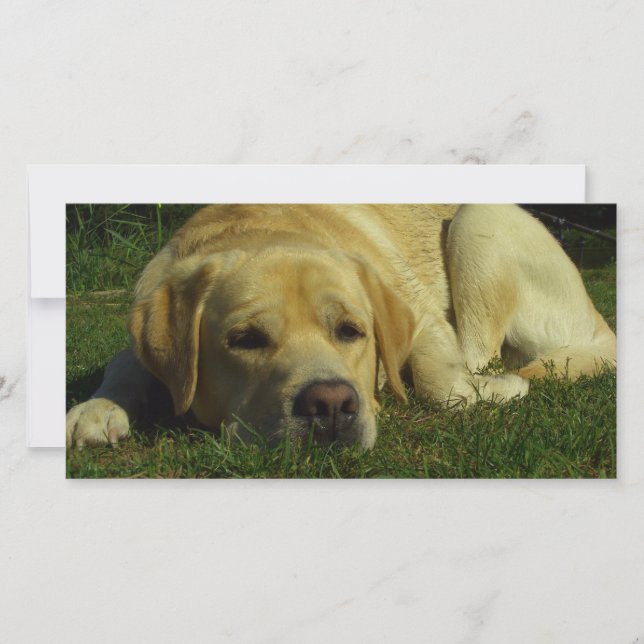 ラブラドールの青草の中で冷たい (正面)