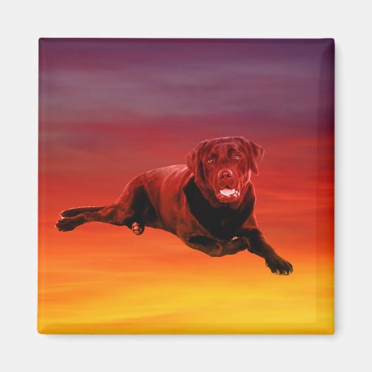 ラブラドールドッグ座ってビーチ マグネット (正面)