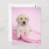 ラブラドールレトリエバーパピーのピンクの背景 ポストカード (正面/裏面)