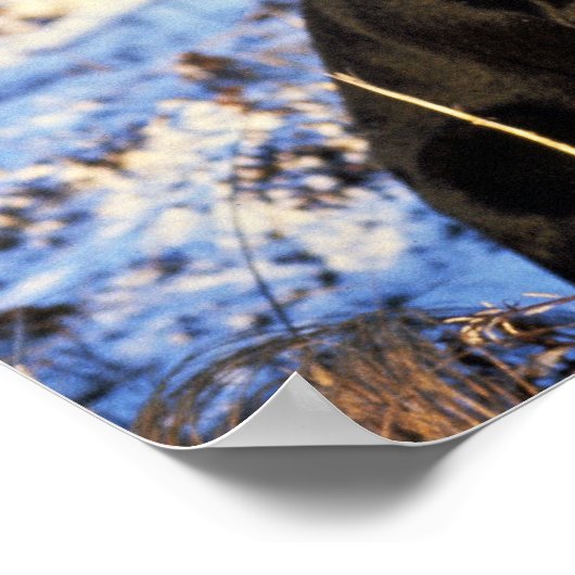 ラブラドールレトリバーとドレイクマラード ポスター (角)