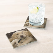 ラブラドールレトリバーの子犬 ガラスコースター (アングル)