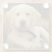 ラブラドールレトリバーの子犬 ガラスコースター (裏面)