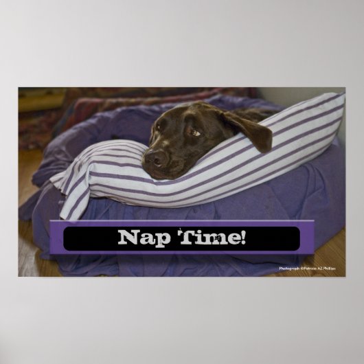 ラブラドールレトリバーをベッドに ポスター (正面)