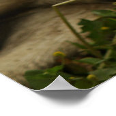 ラブラドール写真 ポスター (角)