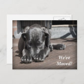 ラブラドール取得引っ越しましたの新しいアドレス 案内ポストカード (正面/裏面)