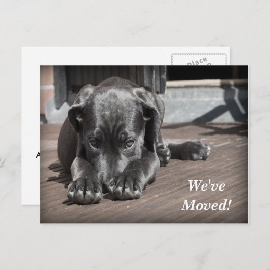 ラブラドール取得引っ越しましたの新しいアドレス 案内ポストカード (正面/裏面)