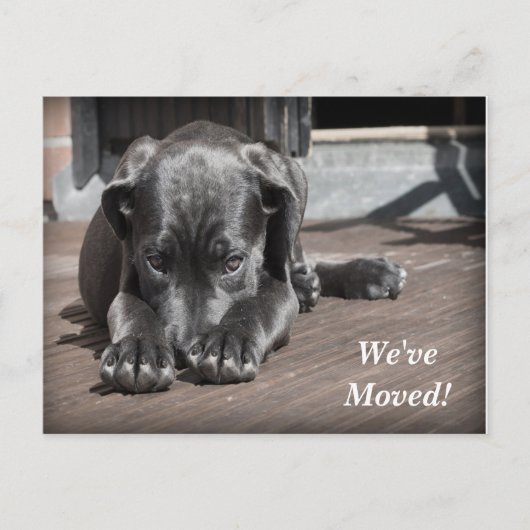 ラブラドール取得引っ越しましたの新しいアドレス 案内ポストカード (正面)