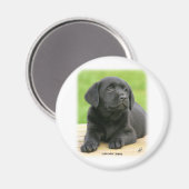 ラブラドール子犬9Y267D-109 マグネット (正面/裏面)