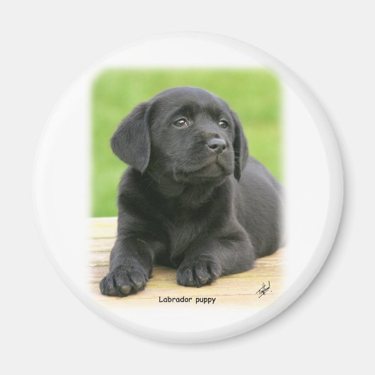 ラブラドール子犬9Y267D-109 マグネット (正面)